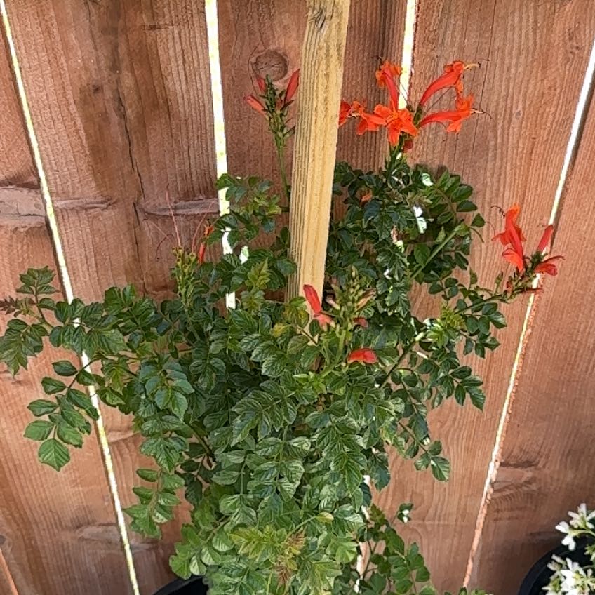 Photo of the plant species Cape Honeysuckle by @YeahWasabi20 named Fernie Mercury on Greg, the plant care app