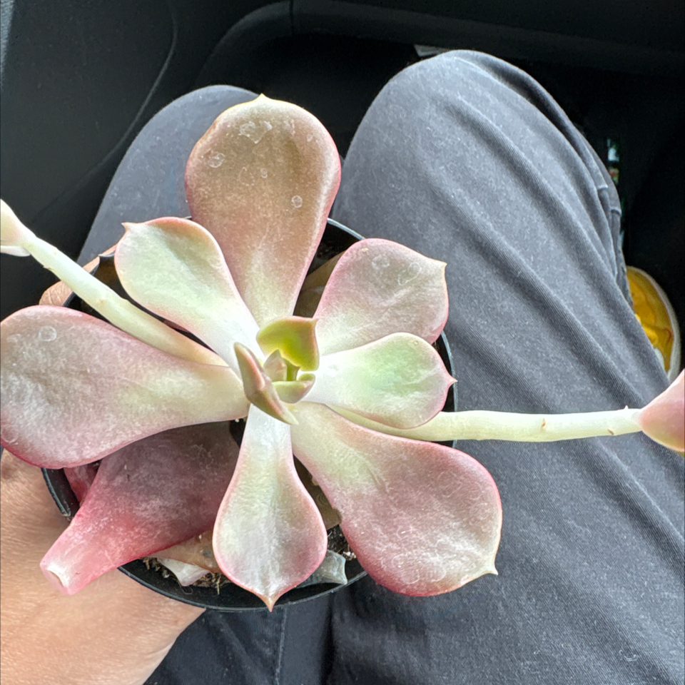 Photo of the plant species Echeveria 'Mont Blanc' by @BigRosilla0 named bobs on Greg, the plant care app