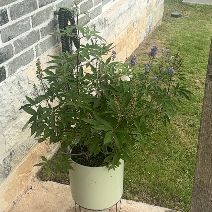 Photo of the plant species Chaste Tree by @GrowWithLyss named Austen on Greg, the plant care app