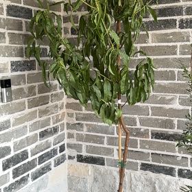 Photo of the plant species Goldmine Nectarine Tree by @GrowWithLyss named Madonna on Greg, the plant care app