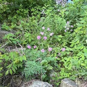Photo of the plant species Dame's Rocket by @VipCamelina68 named Sage on Greg, the plant care app