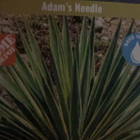 Photo of the plant species Adam's Needle by @JovialBaybean44 named Aria on Greg, the plant care app