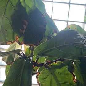 Photo of the plant species Sea Hibiscus by @JovialBaybean44 named Maya on Greg, the plant care app