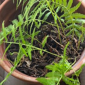 Photo of the plant species Thelypteris Kunthii by @JovialBaybean44 named Anne on Greg, the plant care app