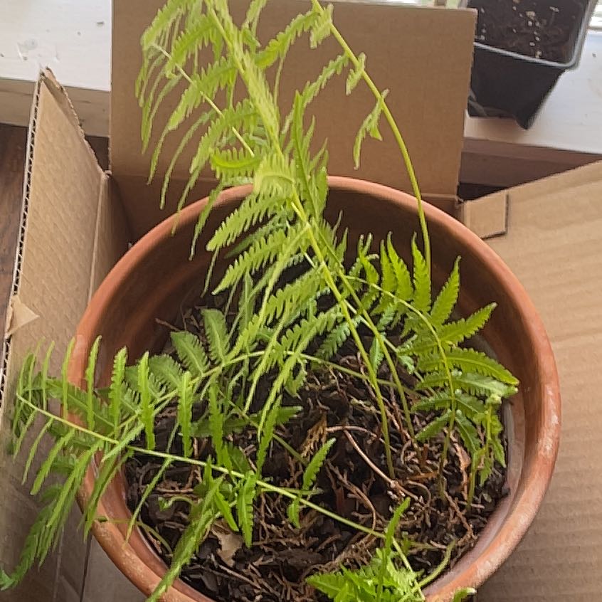 Photo of the plant species Annual Ragweed by @JovialBaybean44 named Pax on Greg, the plant care app