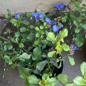 Photo of the plant species Blue Leadwood by @JovialBaybean44 named Orlando Bloom on Greg, the plant care app