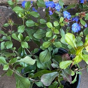 Photo of the plant species Blue Leadwood by @JovialBaybean44 named Duke on Greg, the plant care app