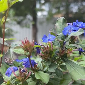 Photo of the plant species Blue Leadwood by @JovialBaybean44 named Sonora on Greg, the plant care app