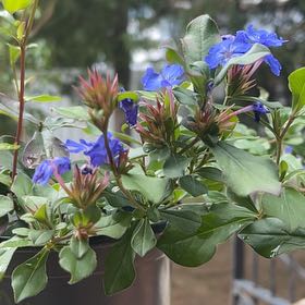 Photo of the plant species Blue Plumbago by @JovialBaybean44 named Wall-E on Greg, the plant care app