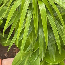 Photo of the plant species Florida Thatch Palm by @JovialBaybean44 named Rainier on Greg, the plant care app