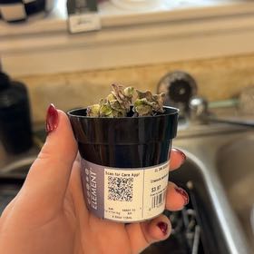 Photo of the plant species Crassula Ivory Towers by @PetZebrina65 named Nemo on Greg, the plant care app