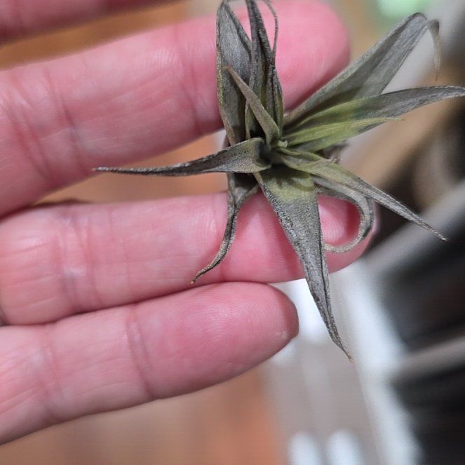 Photo of the plant species Potbelly Air Plant by @PrimoCoriander named Morgan Treeman on Greg, the plant care app