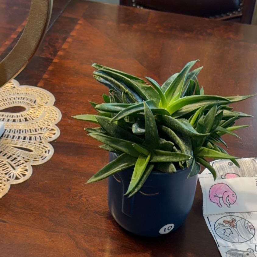 Photo of the plant species Haworthia savanna by @FabOrchids46 named Delores on Greg, the plant care app