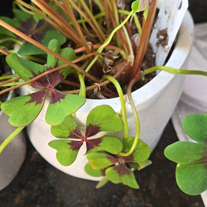 Photo of the plant species Iron Cross by @EpitomeGreenash named Einstein on Greg, the plant care app