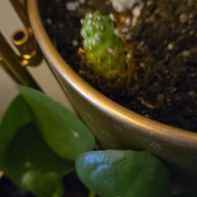 Photo of the plant species Ladyfinger Cactus 'Album' by @EpitomeGreenash named Mando on Greg, the plant care app