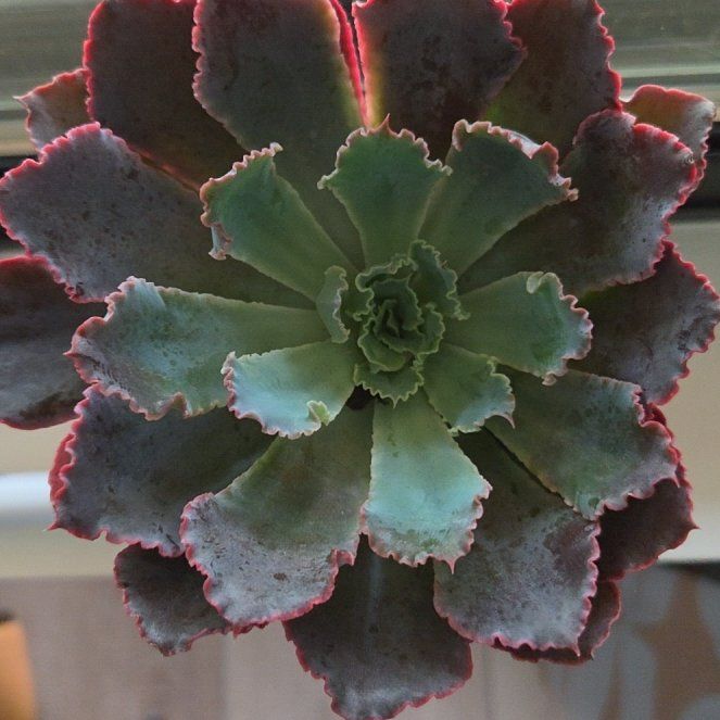 Photo of the plant species Succulent by @CuteMugwort95 named Homer on Greg, the plant care app