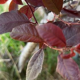 Photo of the plant species Cherry Plum by @IdealFord90 named Terra on Greg, the plant care app