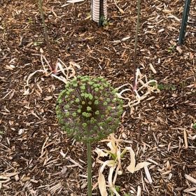 Photo of the plant species Wild Leek by @IdealFord90 named Harry on Greg, the plant care app