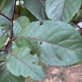 Photo of the plant species Cherry Plum by @IdealFord90 named Drake on Greg, the plant care app