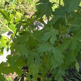 Photo of the plant species Golden Currant by @CreativeWeed71 named Sigmund on Greg, the plant care app