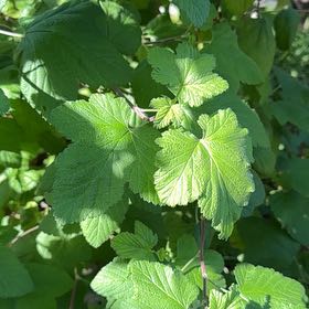 Photo of the plant species Black Currant by @CreativeWeed71 named Messi on Greg, the plant care app