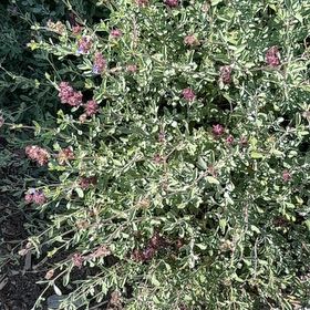Photo of the plant species Purple Sage by @CreativeWeed71 named Mollie on Greg, the plant care app