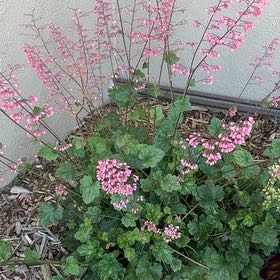 Photo of the plant species Coral Bells by @CreativeWeed71 named Coco on Greg, the plant care app