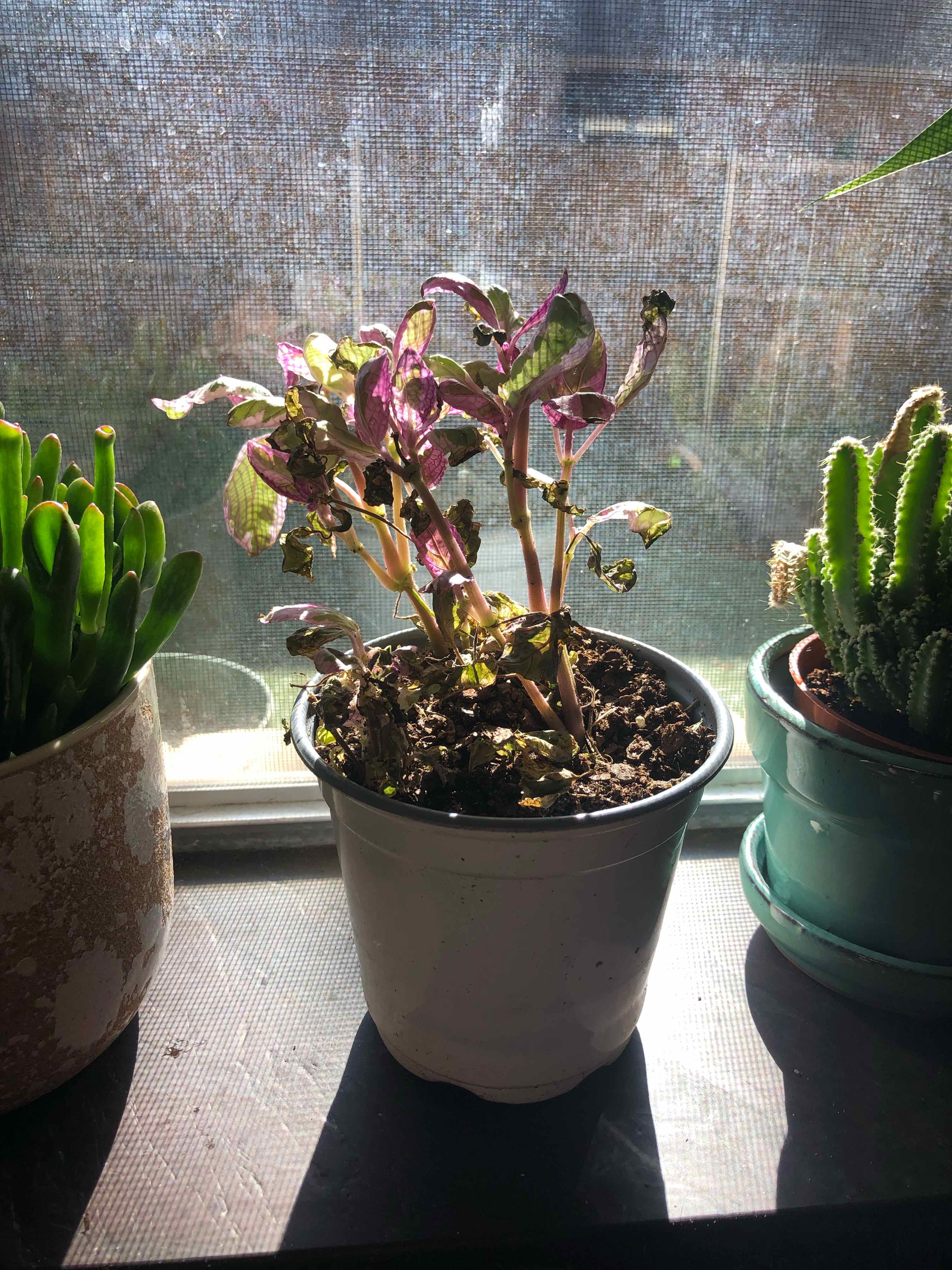 Potted Snow White Waffle Plant on a windowsill with visible leaf discoloration and soil.