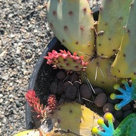 Photo of the plant species Brownspine Prickly Pear by @ProCashew64 named Mochi on Greg, the plant care app