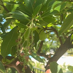 Photo of the plant species Arbutus Unedo by @ProCashew64 named Fernie Saunders on Greg, the plant care app