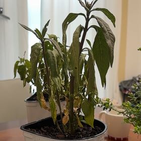 Photo of the plant species Tropical Milkweed by @ShiningPapaya66 named Capo on Greg, the plant care app