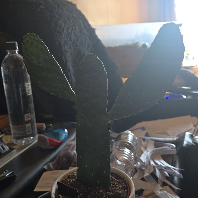 Photo of the plant species Road Kill Cactus by @YeveOmnom47 named Kylie on Greg, the plant care app