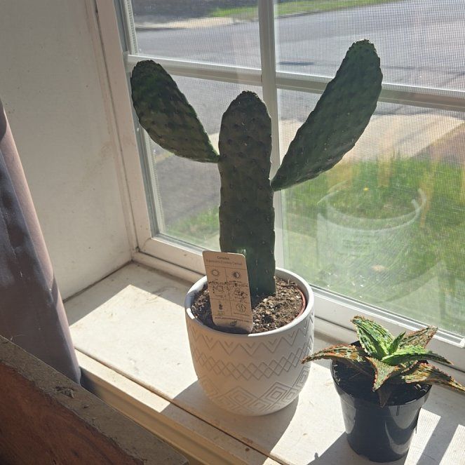 Photo of the plant species Cowboy Cactus by @YeveOmnom47 named Dax on Greg, the plant care app