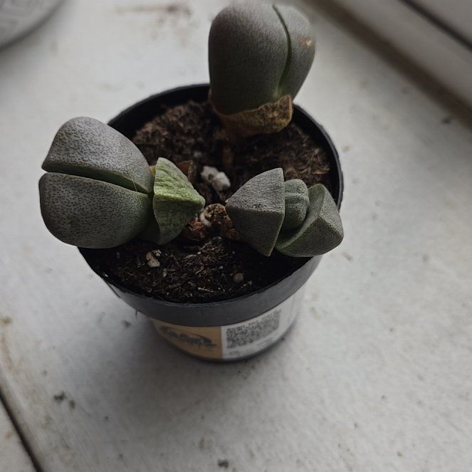 Photo of the plant species Royal Flush Split Rock by @YeveOmnom47 named Ulysses S Plant on Greg, the plant care app