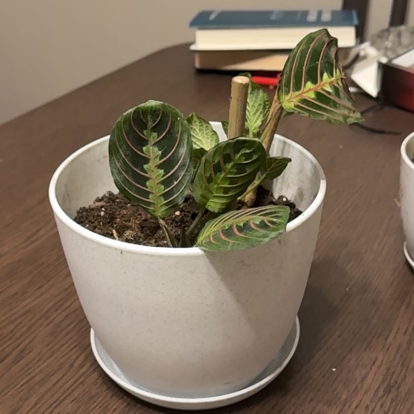 Photo of the plant species Prayer Plant by @SizableWeed93 named Athena on Greg, the plant care app