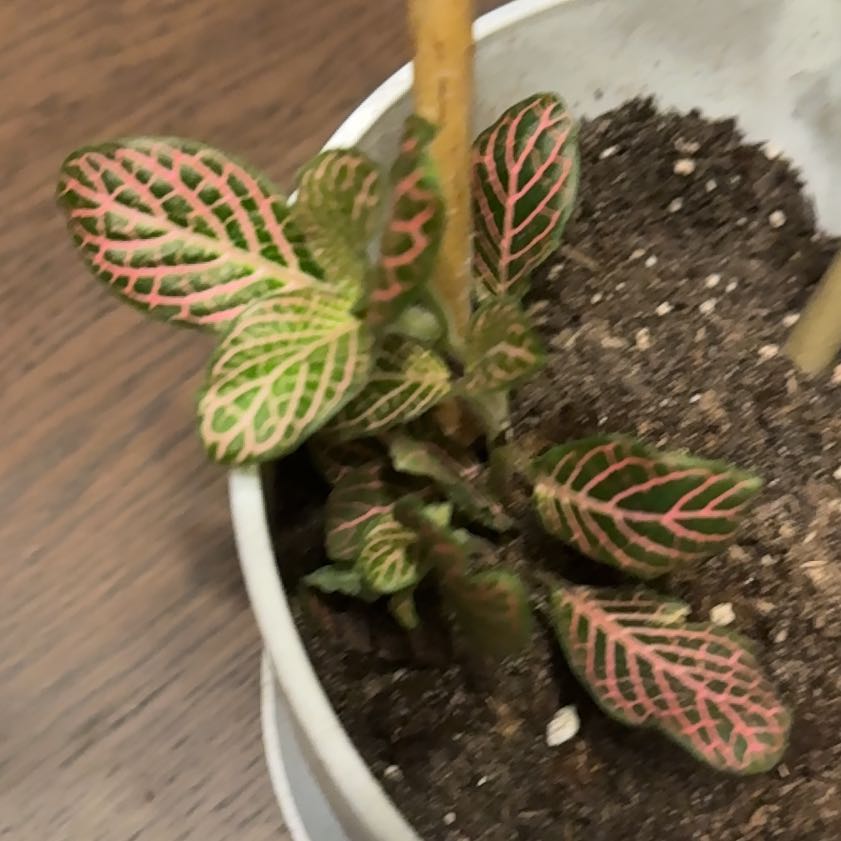 Photo of the plant species Mini Pink Fittonia by @SizableWeed93 named Zeus on Greg, the plant care app