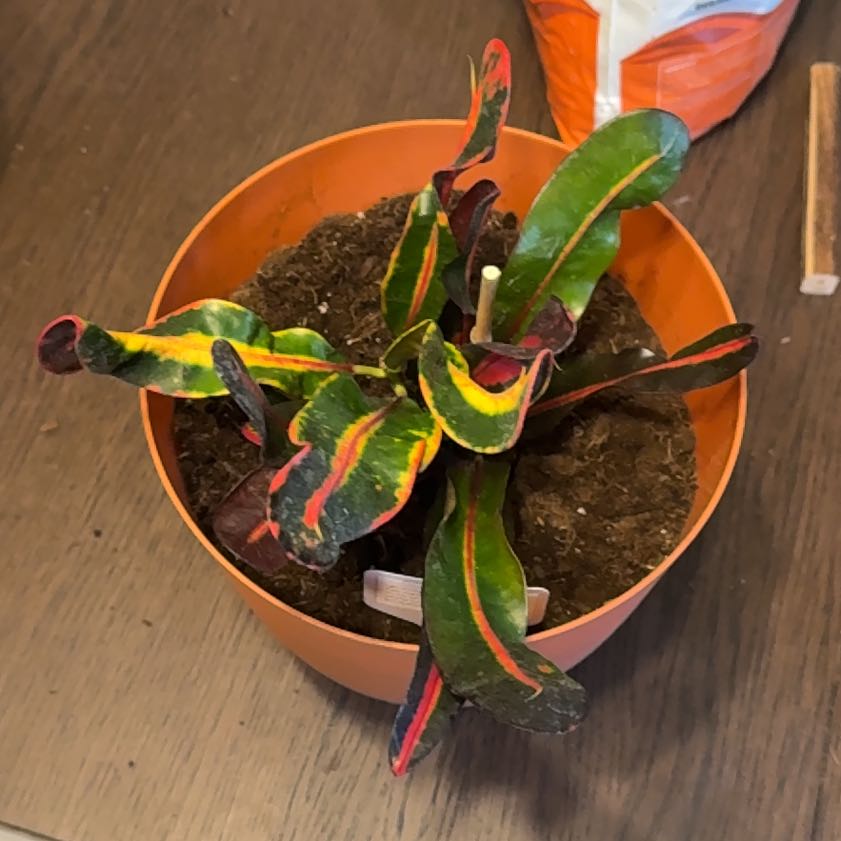 Photo of the plant species Croton Mammy by @SizableWeed93 named Robert Plant on Greg, the plant care app