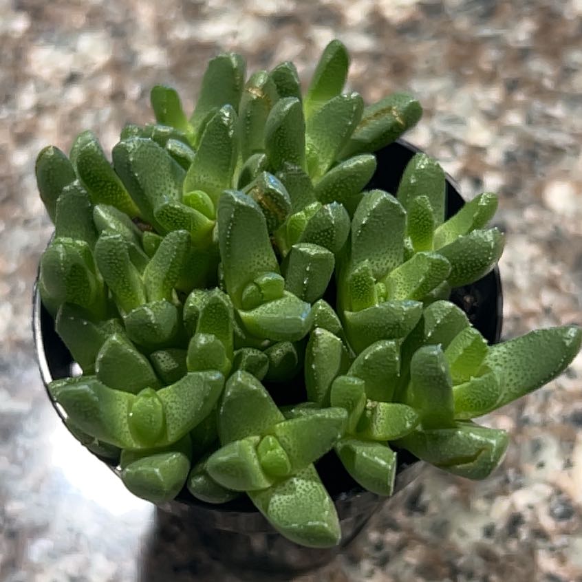 Photo of the plant species Assorted Stomatium by @DeluxeAlbo16 named Apollo on Greg, the plant care app