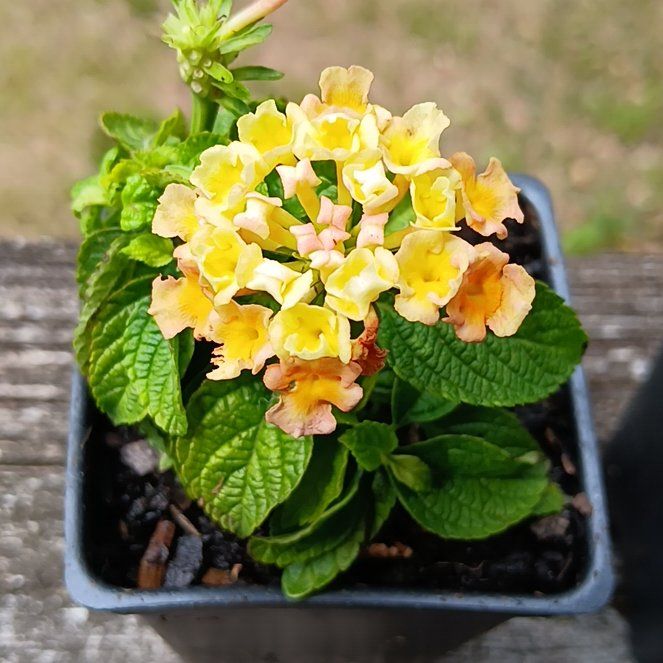 Photo of the plant species Lantana by @NeatMizuna25 named Girlfrond on Greg, the plant care app
