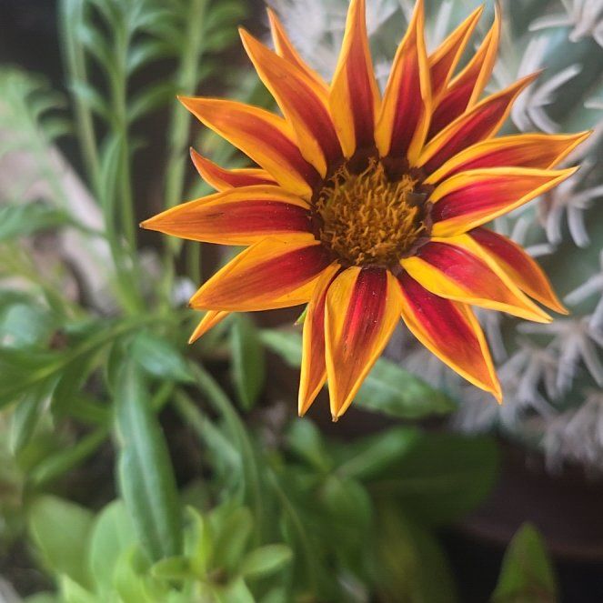 Photo of the plant species Treasureflower by @RadHoupara3 named Zion on Greg, the plant care app