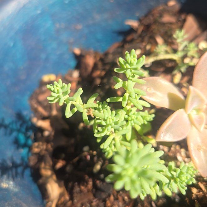 Photo of the plant species Sedum nuttallii by @RadHoupara3 named ChloroPhil on Greg, the plant care app
