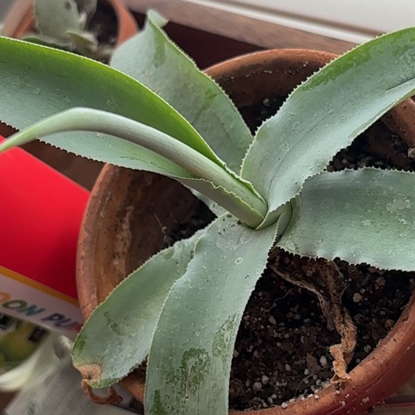 Photo of the plant species Octopus Agave by @TryAnahaw4 named Darwin on Greg, the plant care app