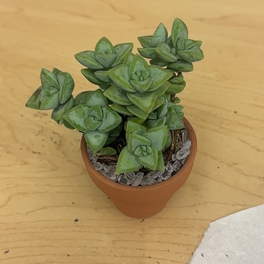 Photo of the plant species Echeveria 'Blue Heron' by @NimbleNeem57 named Sir Plancelot on Greg, the plant care app