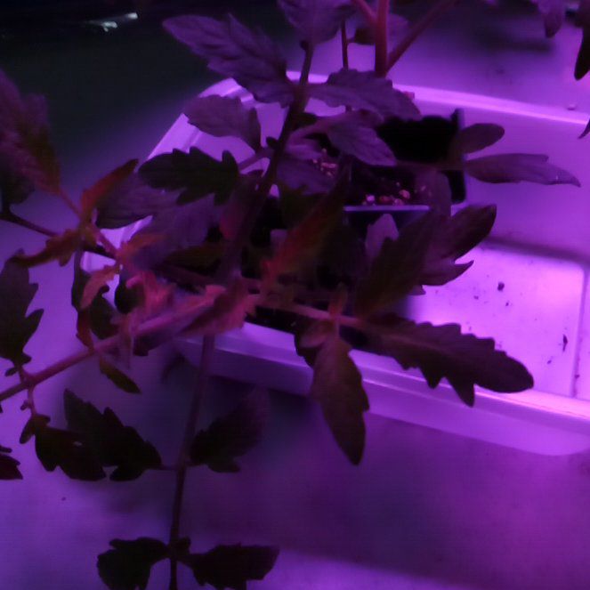 Photo of the plant species Celebrity Tomato by @TitanicLentil61 named Naomi on Greg, the plant care app