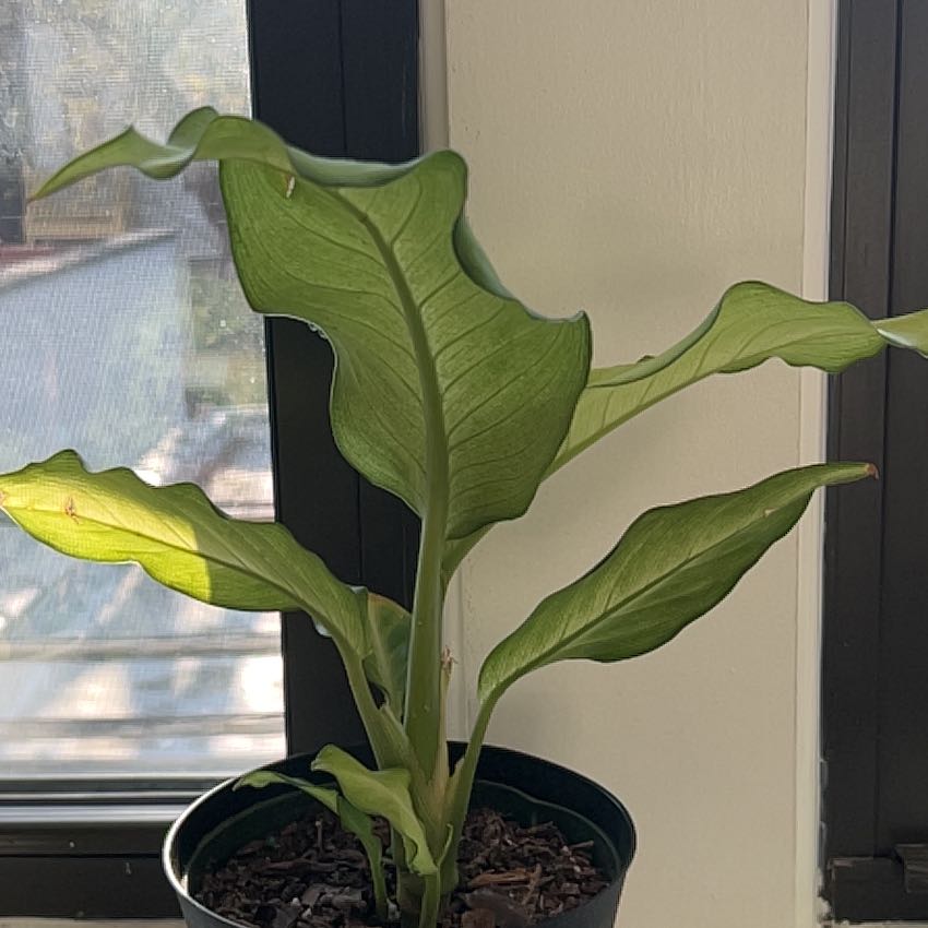 Photo of the plant species Dieffenbachia 'Camouflage' by @GenialRedsky14 named Ronaldo on Greg, the plant care app