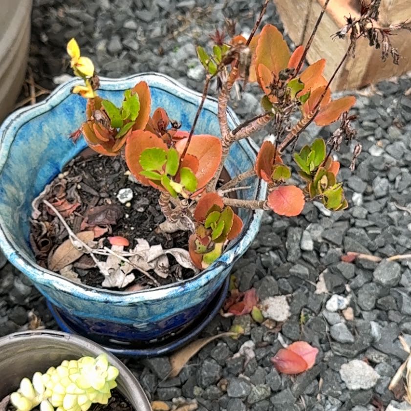 Photo of the plant species Sexton's Bride by @StarRedbush91 named Anne on Greg, the plant care app