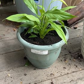 Photo of the plant species Spathiphyllum 'Mojo' by @ProIcecaps64 named Lilith on Greg, the plant care app