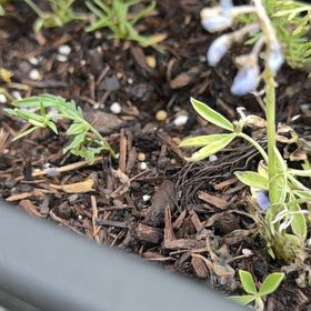 Photo of the plant species Texas Bluebonnet by @SwiftOleander91 named Orwell on Greg, the plant care app