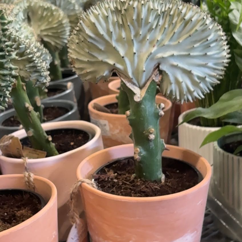 Photo of the plant species Coral Cactus by @GreatPuriri70 named Sproutacus on Greg, the plant care app