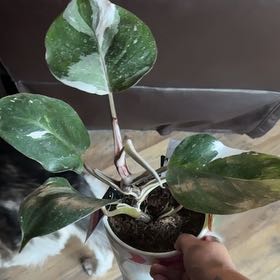 Photo of the plant species White Knight Philodendron by @PeachyZelkova51 named Diana on Greg, the plant care app